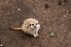 meerkat