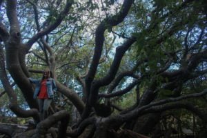 Melissa climbing tree