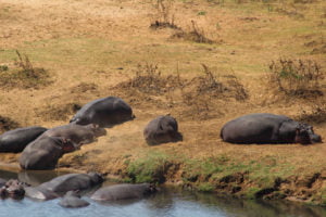 hippos