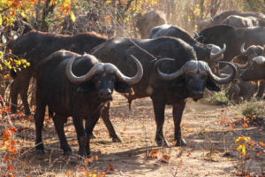 Cape Buffalo