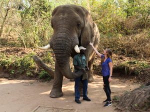 Hazyview Elephant Sanctuary
