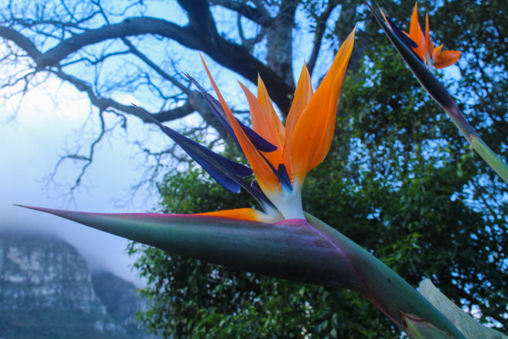 flower in Kirstenbosch