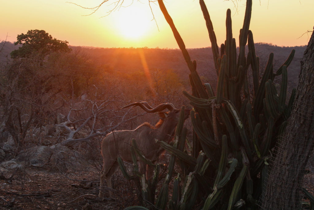 kudu eating cactus