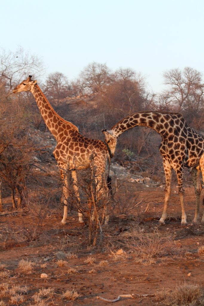 giraffes