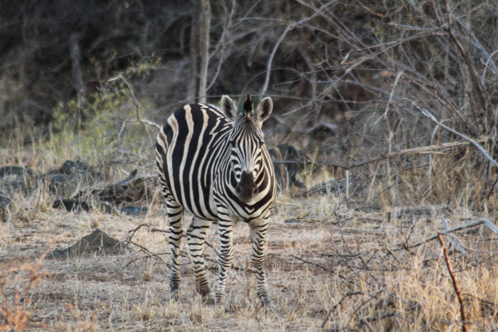 zebra