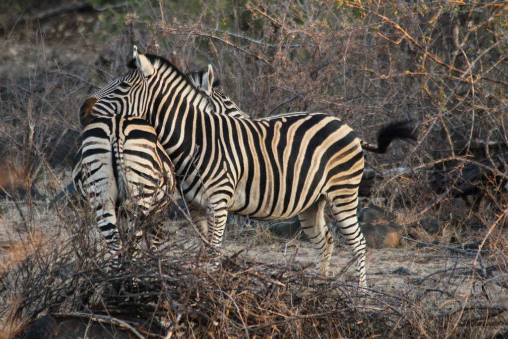 zebra