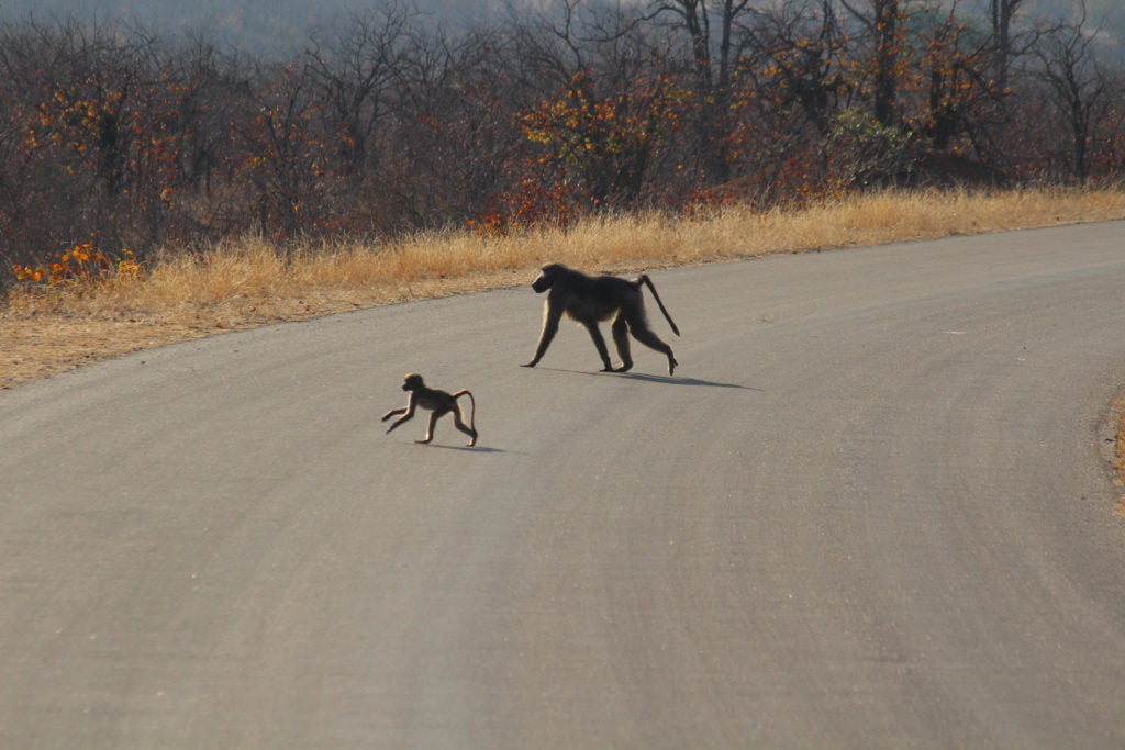 monkeys crossing road