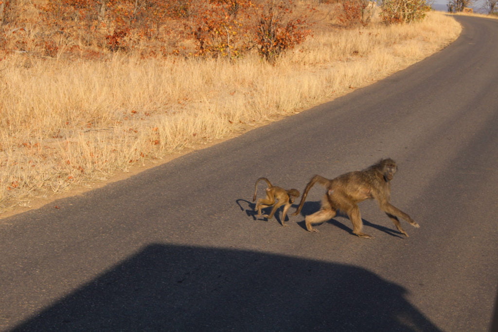 monkeys crossing road