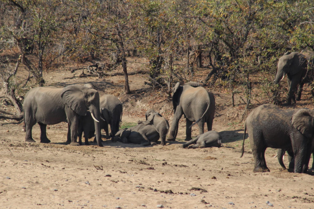 elephants playing
