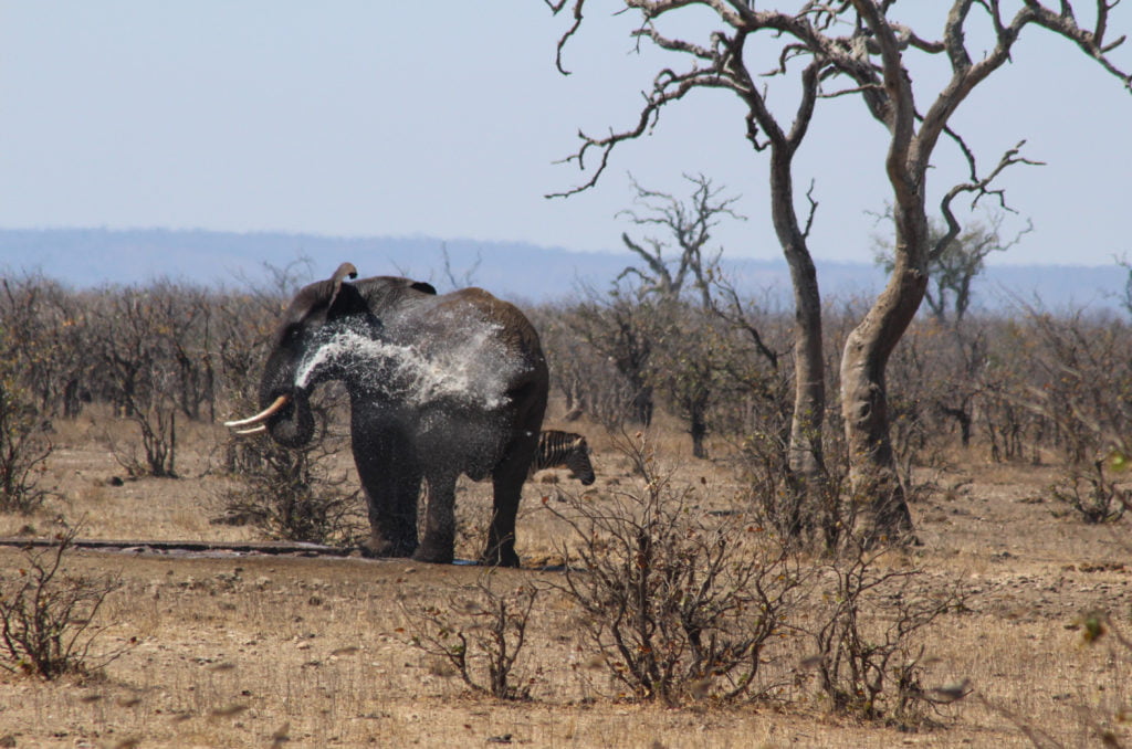 elephant hosing itself off