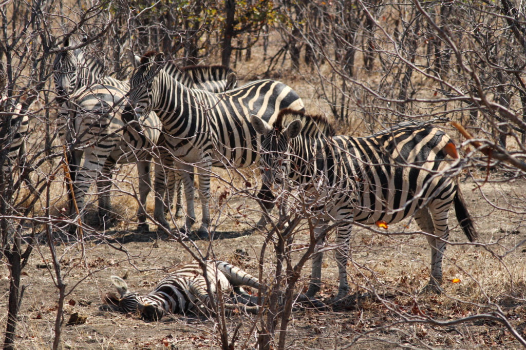 Zebra