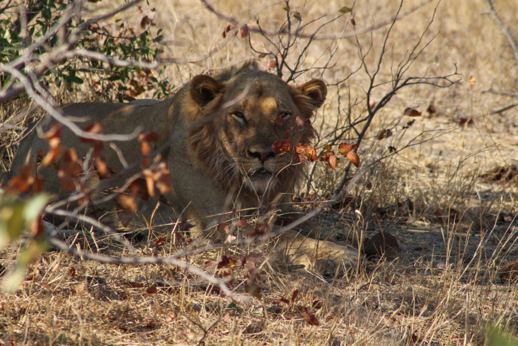 lion