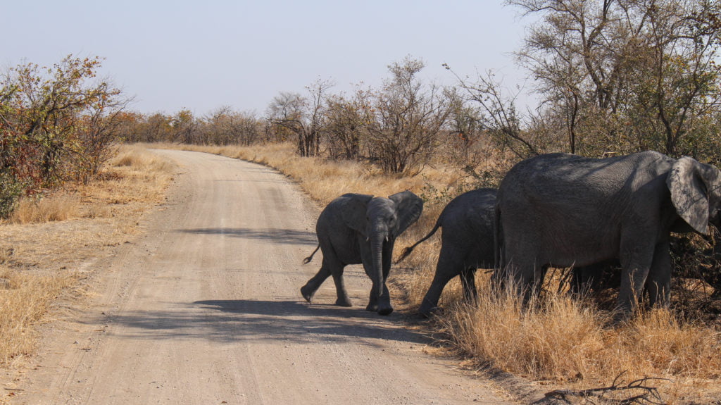 elephants crossing the road