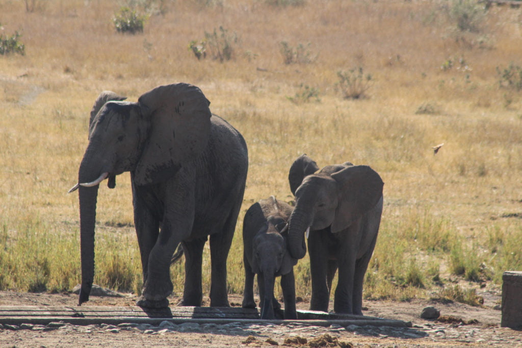 elephants