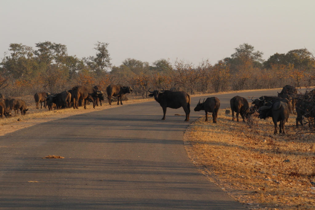 Cape Buffalo