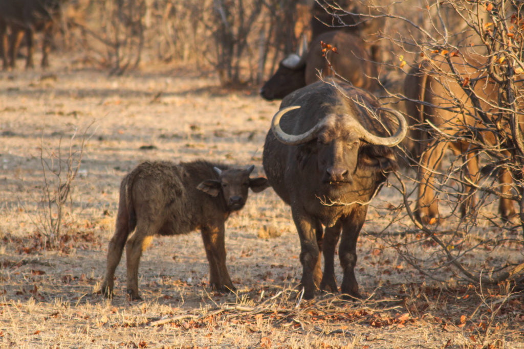 Cape Buffalo