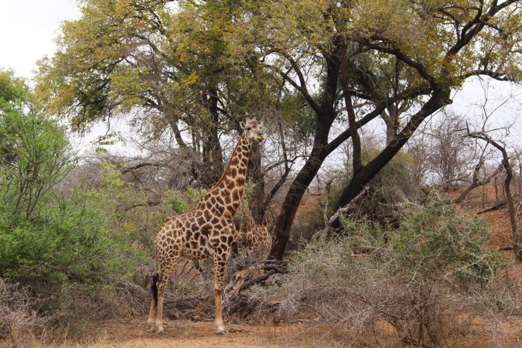 giraffe