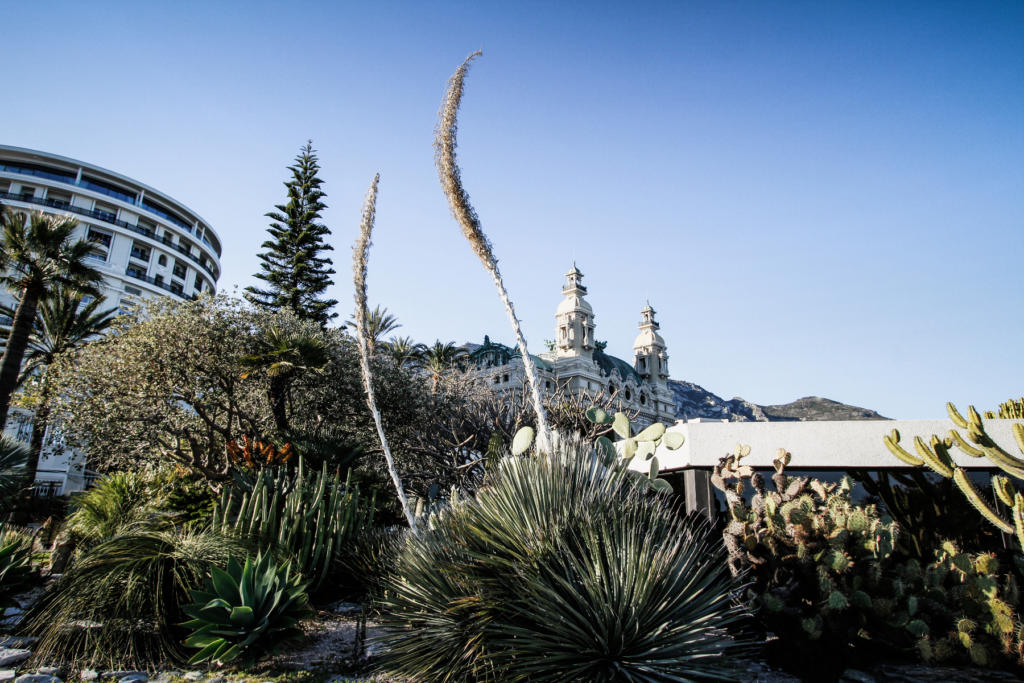 Plants and Monte Carlo Casino