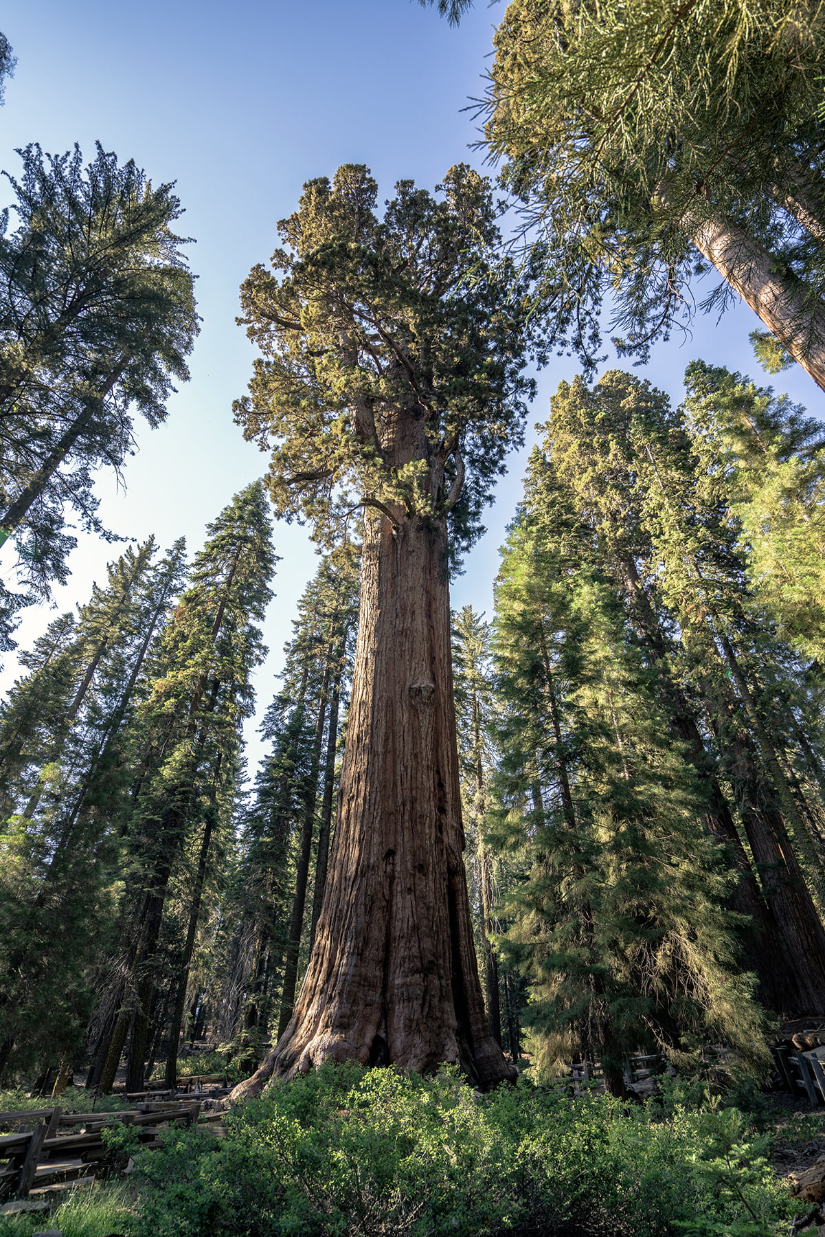 Easy Must-See Trails in Sequoia National Park • Young Wayfarer