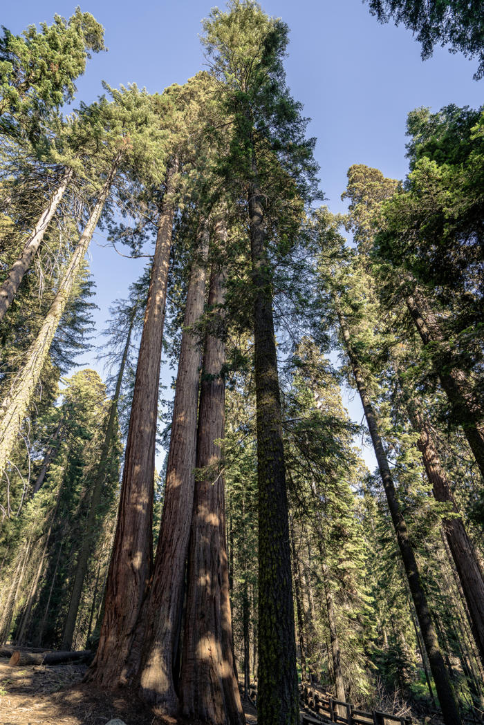 Easy Must-See Trails in Sequoia National Park • Young Wayfarer