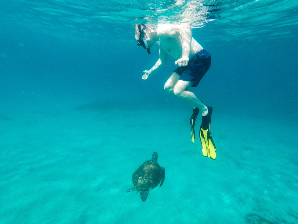 Young Wayfarer - Curacao sea turtles