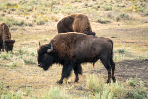 How to Drive Yellowstone’s Grand Loop Road in One Day